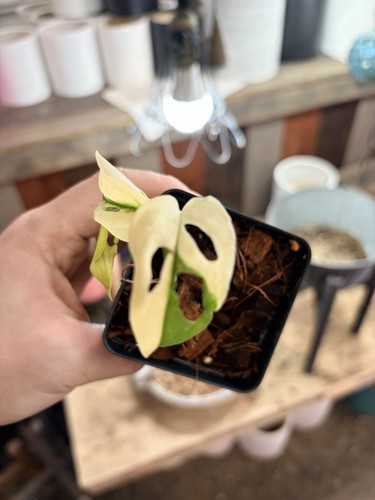 monstera adansonii albo variegated Swiss Cheese High Variegation Ship From NY - Picture 1 of 9