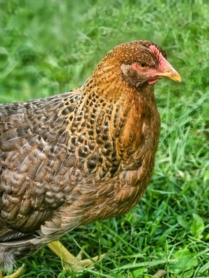 Bielefelder Kennhuhn 10+ Hatching Eggs