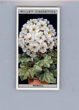 Primula - 1925 Wills's Flower Culture in Pots - #40 - Excellent