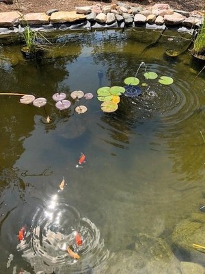 Pond Filter System*#