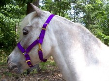 Miniature Horse Adjustable Nylon Halter, Purple