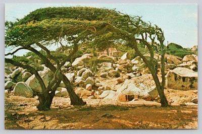 Vintage Aruba Divi-Divi Trees & Rocky Landscape Postcard, Netherlands Antilles