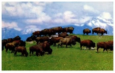 American Bison grazing on the Plains Vintage Postcard 
