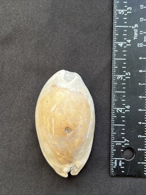 GREAT Pliocene Fossil Cowrie Shell Hardee County Florida (Peace River)