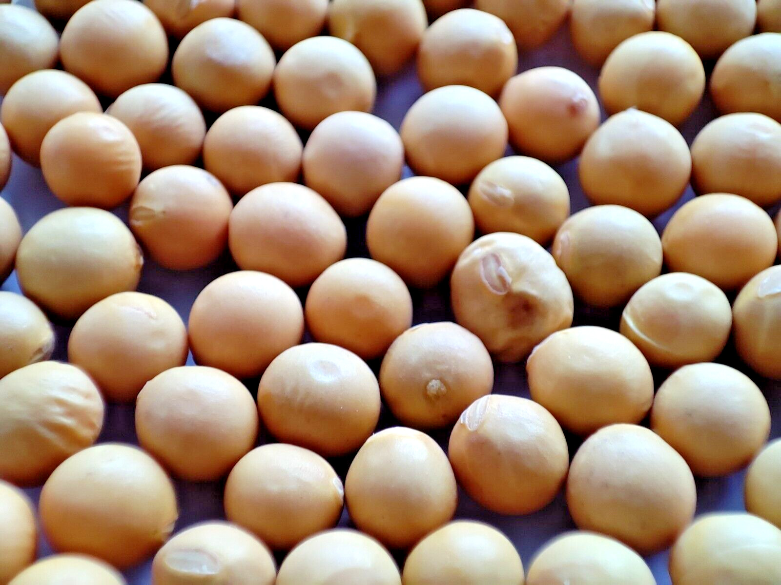 Soja EDAMAME (50 semillas) - Yellow Soy - Soja amarillo