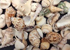 Indian Ocean Seashell Assortment approx. 1 kilogram /-160 shells 0.5-2 inch 