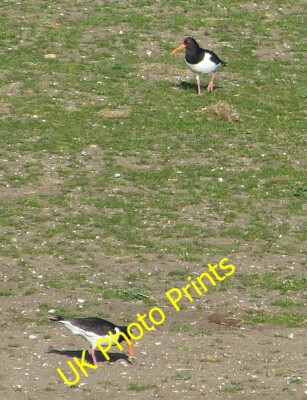 Photo 6x4 No oysters here, lads! Tring Two oystercatchers (Haematopus ost c2015