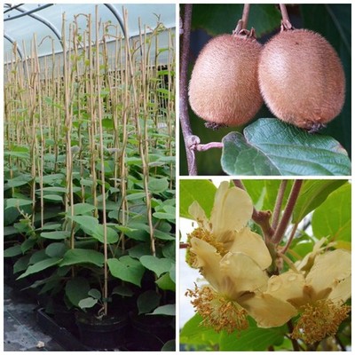 Kiwi 2er Set Hayward und Bestäuber Atlas Actinidia chinensis 60-100 cm 3 L Topf