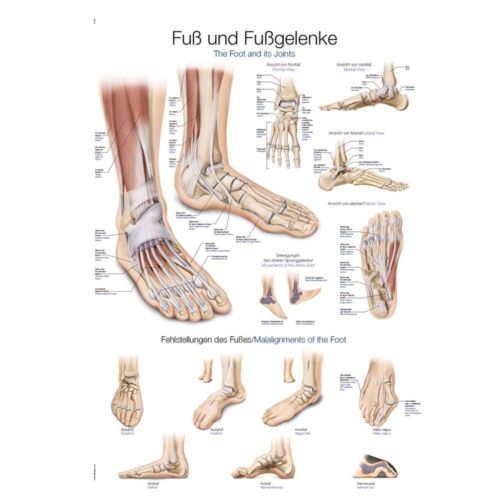 anatomische Lehrtafel Fuß und Fußgelenke Anatomie Poster Lehrposter, Größenwahl - Bild 1 von 4