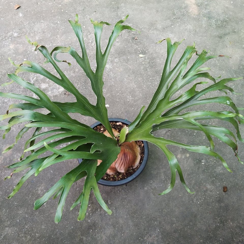 Spore Platycerium alcicorne x madagascar New Hybrid Staghorn Fern