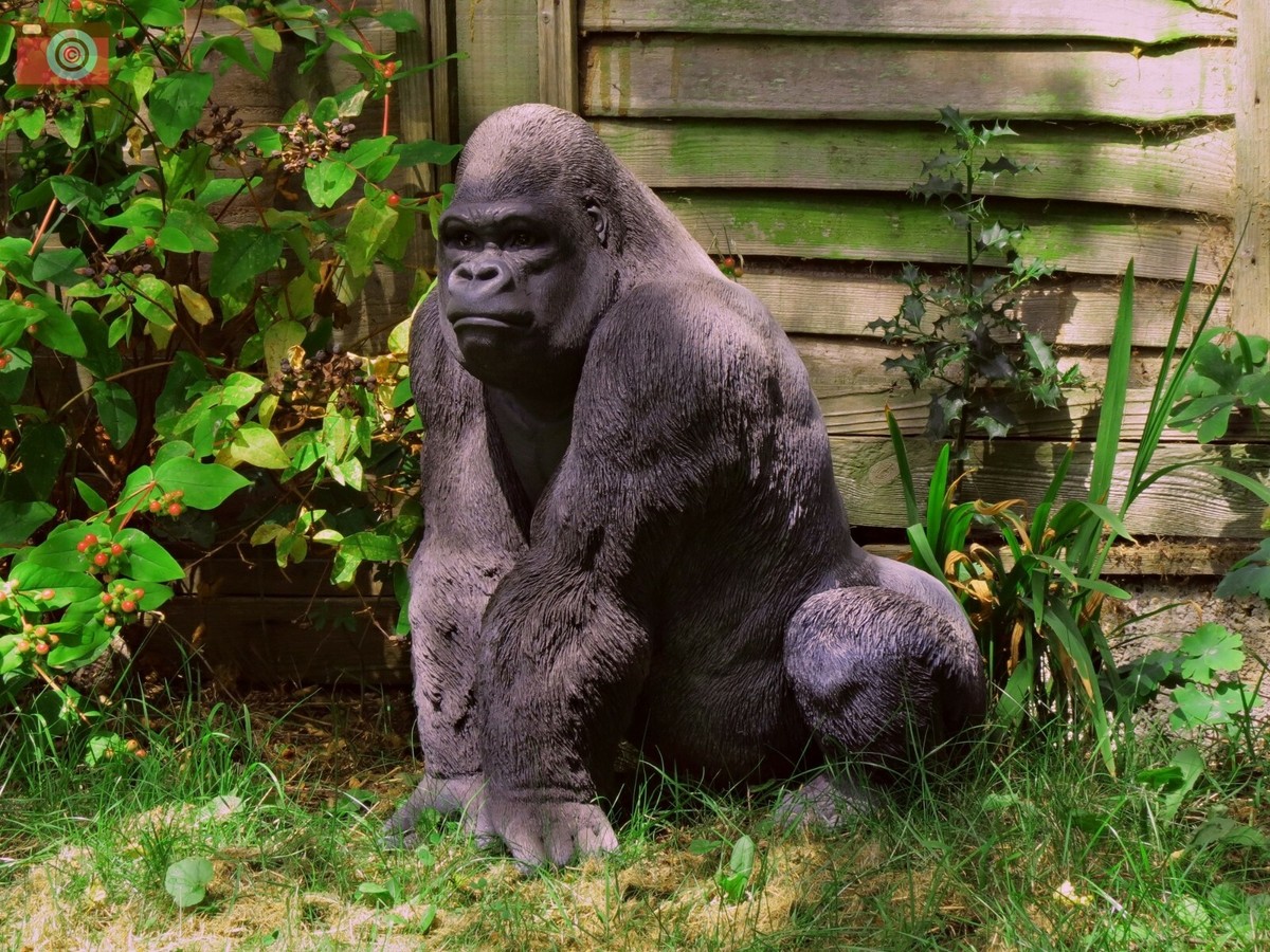 ゴリラgorilla LARGE SILVERBACK GORILLA, Life Like Home & Garden Ornament. Vivid