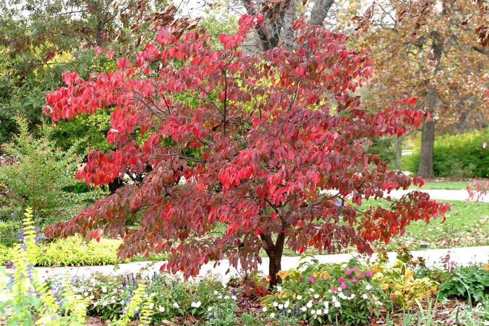 5 PINK FLOWERING DOGWOOD Tree Cornus Florida Rubra Native Ornamental T – The Pepper Pantry