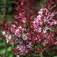 Syringa Red Pixie Plant in 9cm Pot - Dwarf Korean Scented Lilac Compact Shrub