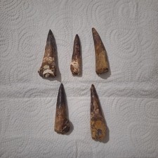 Bulk Spinosaurus 5 Teeth Fossils Authentic Moroccan Finds Great for Collectors