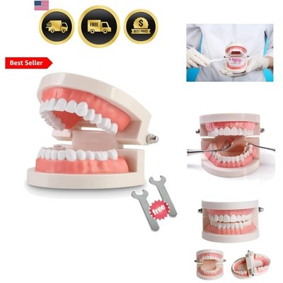1 Pack Standard Teeth Model Adult Standard Typodont Demonstration Denture Mod...