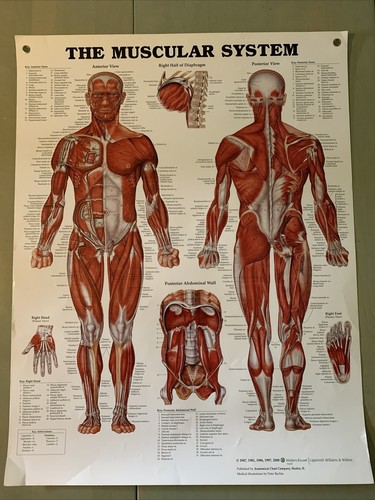 The Muscular System Anatomical Chart (Lippincott Williams & Wilkins ...