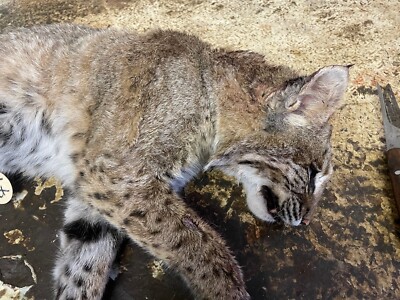 Beautiful, Big, LIFESIZE Spotted Bobcat UnTanned /salted Skin for a