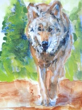 ACEO  -  NATURE  WILDLIFE WALKING  WOLF  Painting  ART