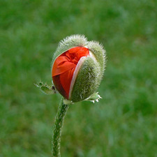Poppy-- Double Shirley -- Red -------------------- 1000 Seeds