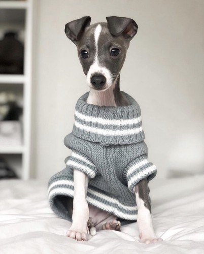 Quality Huskimo Thredbo Dog Jumper for Larger Dogs - Cosy on a Chilly Day - Picture 8 of 13