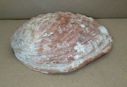 "Abulón rojo caracol natural grande decorativo 7"" X 6" - Imagen 6 de 11