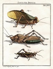 Tab XVI Sauterelles Locusts Grillons Cuivre Gravure Rösel De Rosenhof 1746