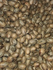 Arkansas Stewart Pecans In Shell 2026 Crop 10 Lbs