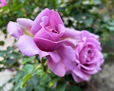 cinderella rose plant Cinderella – Heirloom main image 1