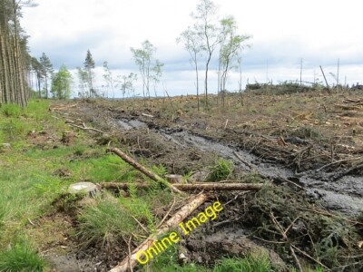 Foto 6x4 Thornton Wood Kelty Ein Großteil des Holzes wurde gefällt um 2014 geöffnet