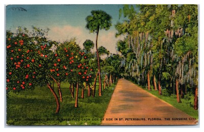 Oranges and Spanish Moss Side by Side in St. Petersburg Florida c1940s Postcard