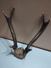 TROPHEE CERF BOIS DE 28CM
