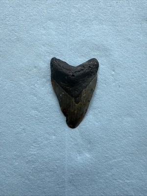 Megalodon Shark Tooth 3.52-inch Fossil NC #10A