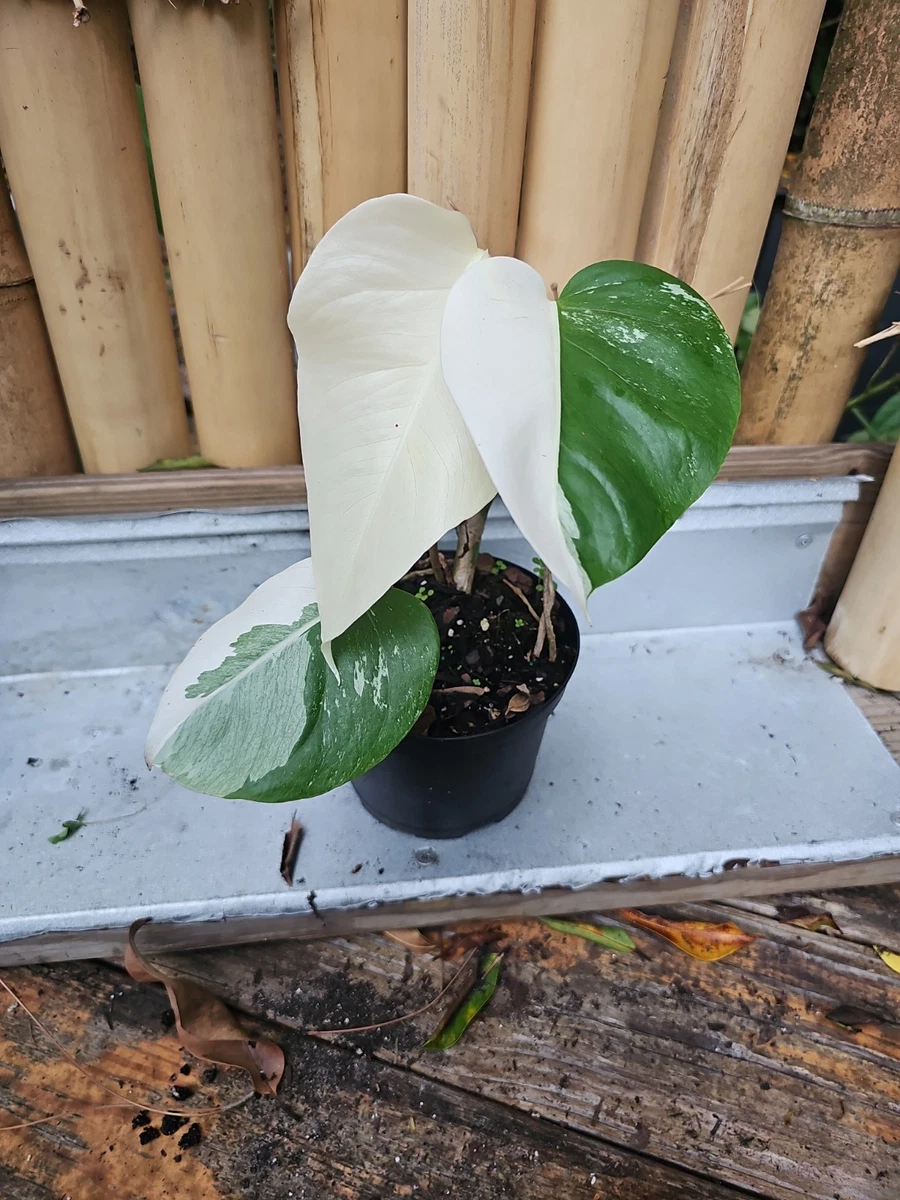 Monstera Houseplants for sale - eBay