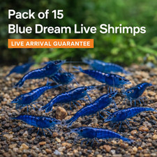 15 Blue Dream Live shrimps Freshwater Neocaridina Aquarium Shrimp Live Guarantee