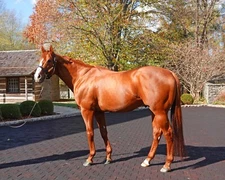 Color Photo of  JUSTIFY at Coolmore  November 2022  full body shot