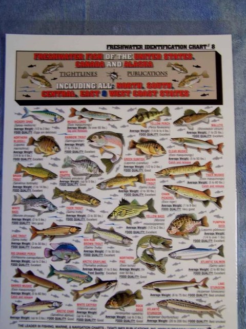 Galveston Fish Species Chart