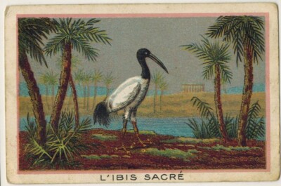 Chromo Lehrbild - Heiliger Ibis (Threskiornis aethiopicus) - Db.16