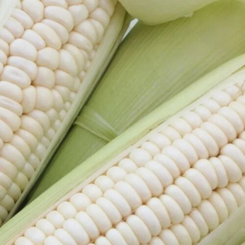 50pcs Sweet White Corn Seeds - Heirloom, Sweet, Open-Pollinated, Non-GMO - Picture 6 of 7