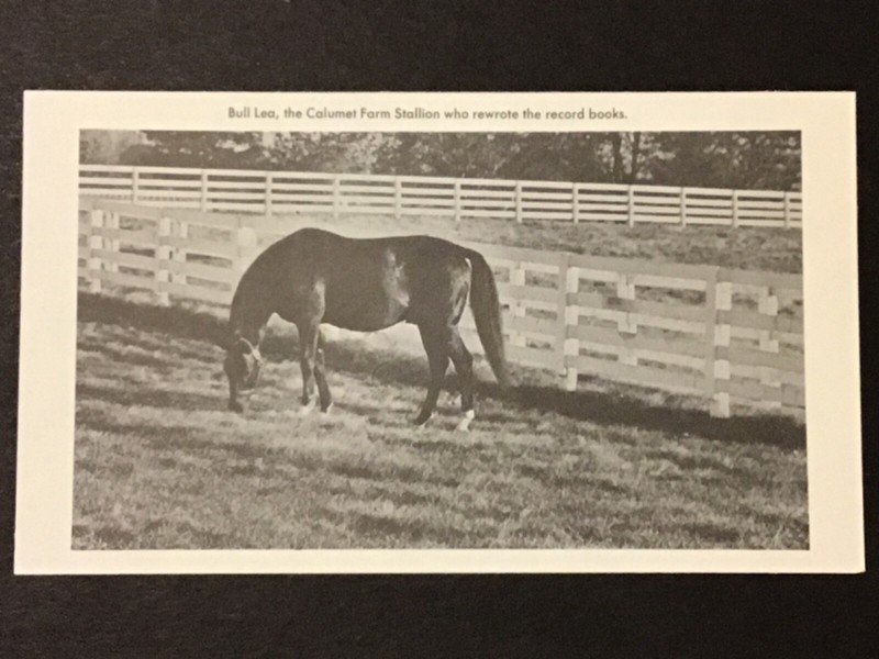 BULL LEA photo Horse Racing Champion SIRE CITATION