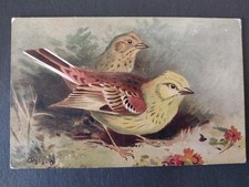 Bird Postcard, Yellow Hammers, Artist Roland Green