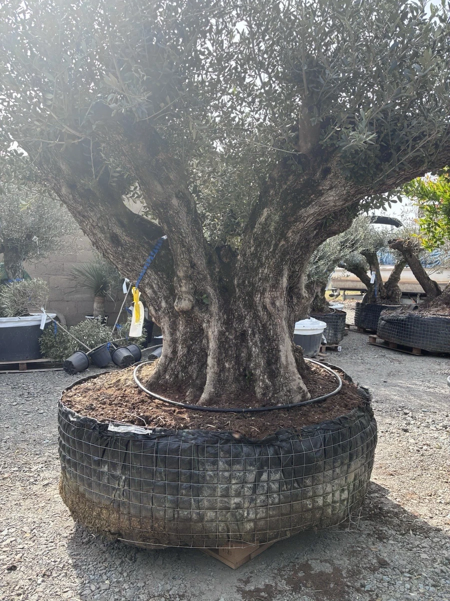 Mammutbaum Bonsai online kaufen | eBay.de