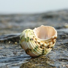 Grün Muschel Shell Natürlich Aquarium Fisch Tank Verzierung Heim Deko 3-6CM