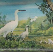 Vintage 3D Lenticular Postcard White Herons Birds Posted Animal Egret Nature