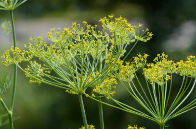 150+ Mammoth Dill Seeds | eBay