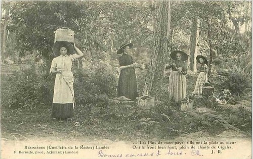 CPA GRASSE, LA Cueillette du Jasmin EUR 7,00 - FR