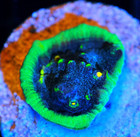 Corals of Eden NON WYSIWYG Live Coral Frag ~ Superman Chalice Coral LPS SPS — photo 3