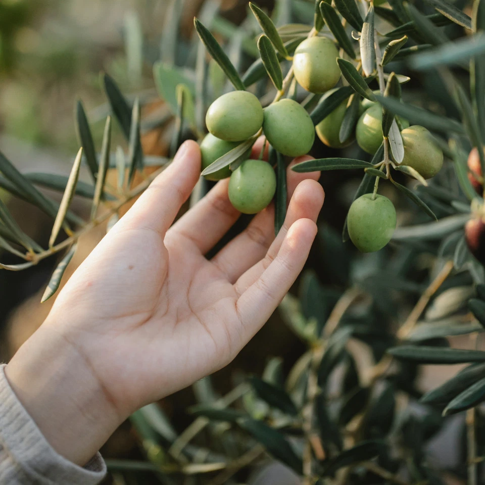 LATTINA per OLIO EVO in METALLO BIANCO CONTENITORE da 5 Litri con DOPPIO TAPPO - Immagine 3 di 4