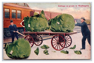 Comic Exaggeration Cabbage Grown In Washington WA UNP DB Postcard Y16