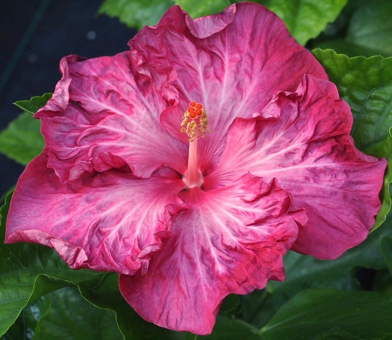 LOLLY POP (HVH- ) Tropical Hibiscus -- Plant in 4.5" pot