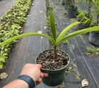 Syagrus comosa - Coco Babao - 1 Gallon Pot